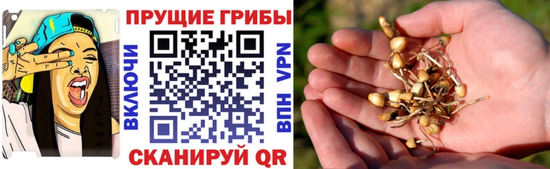 Псилоцибиновые грибы GOLDEN TEACHER  мориарти какой сайт  Новый Уренгой 